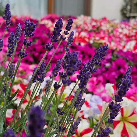 Apartment Diamond Sarafovo By Kp - Luxury Collection, 5 Burgas