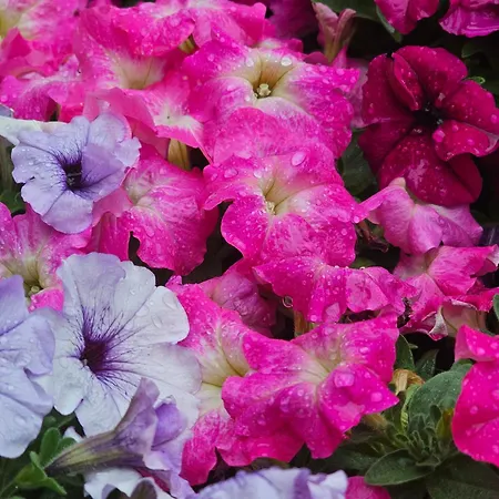 Diamond Sarafovo By Kp - Luxury Collection, 5 Апартамент