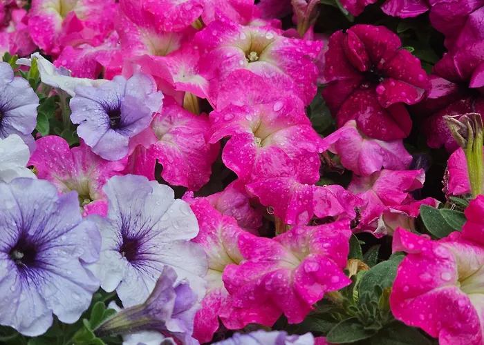 Diamond Sarafovo By Kp - Luxury Collection, 5 Апартамент