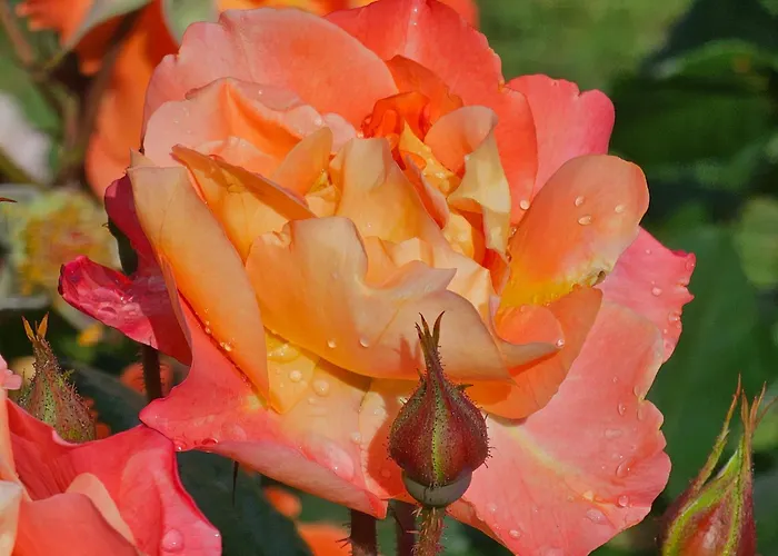 Diamond Sarafovo By Kp - Luxury Collection, 5