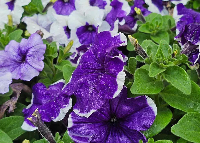 Апартаменты Diamond Sarafovo By Kp - Luxury Collection, 5