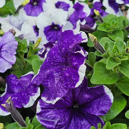 アパート Diamond Sarafovo By Kp - Luxury Collection, 5